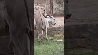 donkey animals shortsvideo [upl. by Oswal63]