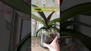 данапротасова orchideenpflege орхидеи orchideen [upl. by Hannon]