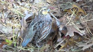 Talking Female Bobwhite Quail [upl. by Hewitt]