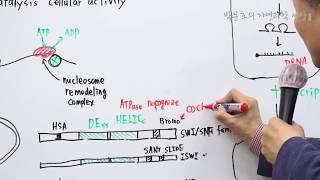 44Chromatin remodeling4 [upl. by Nosreffej663]