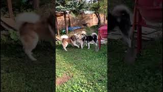 Dog Gaming Engagement dogsplaying alaskanmalamutes lifewithmalamutes [upl. by Toni747]