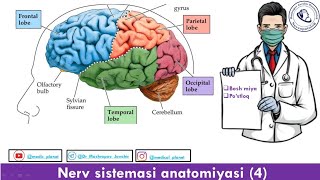 Cerebrum [upl. by Swen46]