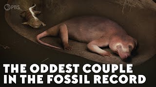 The Oddest Couple in the Fossil Record [upl. by Ahteres]