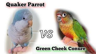 Quaker Parrot VS Green Cheek Conure  Monk Parakeet vs Conure [upl. by Ennairam]