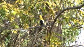 Chuck Pyle Chickadee Taos [upl. by Siroled457]