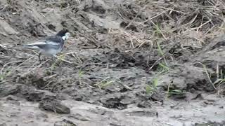 White Wagtail [upl. by Adahsar]