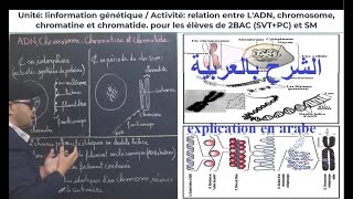 A3ADN chromosome chromatine chromatide الشرح بالعربية [upl. by Elie51]