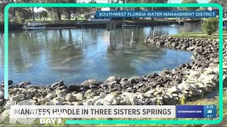 Manatees huddle in Three Sisters Springs [upl. by Htomit]