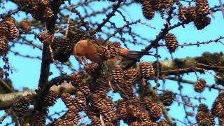 The Common Crossbill and its call [upl. by Siva500]