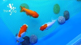 How to Breed Goldfish Breeding Tank Ep1 [upl. by Depoliti394]