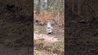 Whiptail wallaby with her joey Please subscribe [upl. by Ymor804]