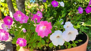 Growing petunia from seeds with all updates [upl. by Arec]