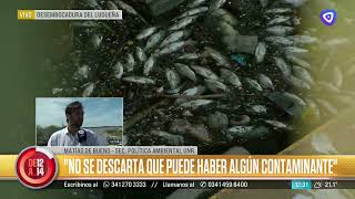 De nuevo peces muertos en el arroyo Ludueña [upl. by Oitaroh]