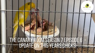 The Canary Room Season 7 Episode 6  Chicks everywhere [upl. by Atima]