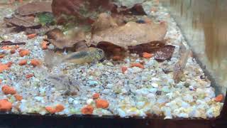 Corydoras fowleri fry [upl. by Nytsirhc385]