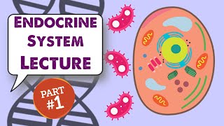 MCAT Biology Lecture Endocrine System 11 [upl. by Tseng]