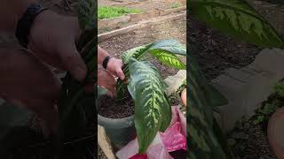 Planting a Rooted Ornamental Plant in a Pot  Indoor Gardening [upl. by Intruok]