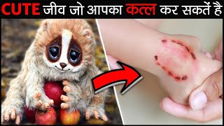 7 नल्ले दिखने वाले जीव जो आपकी जान ले सकतें है 7 Cutest Animals That Can Kill You [upl. by Eiramlirpa]