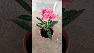 How To Grow Oleander Plant From Cuttings  shorts plantpropagation oleander [upl. by Myer]