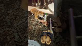 Bottle show down showdown doglover dogstagram strangedog pets funnypets pethappiness puppy [upl. by Colfin]