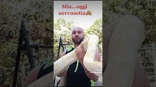 Mia femmina 2016boa constrictor imperator Albino [upl. by Malcah]