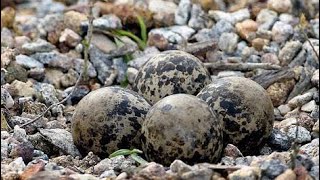 Eggs of Redwattled lapwing [upl. by Modla]