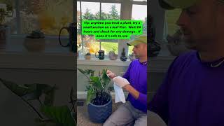 Spider mites are the worst Here’s how to spot them and treat them [upl. by Vorfeld353]