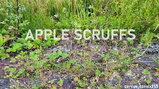 APPLE SCRUFFS  Full Album [upl. by Naahs]