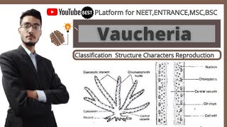 vaucherialife cycle of vaucheria for bsc 1 year [upl. by Maze]