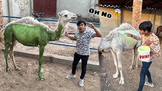 Subhan Ny Camel Ko Colour Kr Dea 😱 Pagal Ho Gea 🥲 [upl. by Nashner]