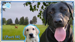 🔴LabsLive Part 14 Labrador Retrievers and Relaxing Music for Dogs [upl. by Deeraf]