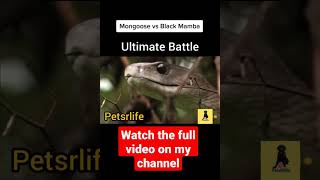 Black Mamba vs Mongoose  Ultimate Battle [upl. by Bascomb]