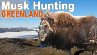 Musk ox and Reindeer Hunting in Greenland  2019 Chasse bœuf musqué [upl. by Yerok]