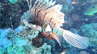 Le poisson Lion Pterois volitans fléau des mers [upl. by Yule]