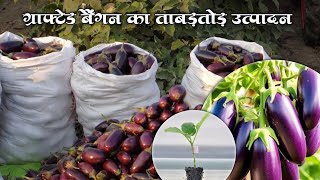 Grafted Brinjal Grafted Bangan ki kheti khansir [upl. by Nnyleuqaj]