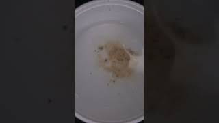 What is inside The SILICA GEL  silica gel experiment shorts [upl. by Joses]