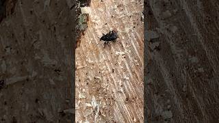 Weevils over chopped Wood insects nature [upl. by Eeleimaj366]