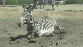 Safaripark Beekse Bergen mei 2017 [upl. by Karlan]