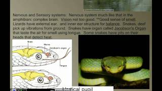 Vertebrate Diversity Reptiles [upl. by Ducan861]