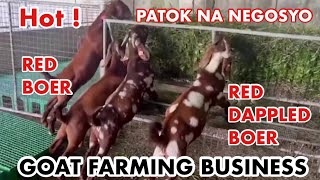 GOAT FARMING PHILIPPINESTIPSSUGGESTIONS NEGOSYO PHILIPPINES [upl. by Erdnaek]