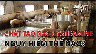 VTC14Chất tạo nạc Cysteamine nguy hiểm như thế nào [upl. by Joacima]