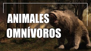 Animales omnívoros  Tipos características y ejemplos [upl. by Ecinahs]