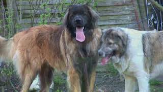 Kaukasischer Owtscharka und Leonberger [upl. by Elenaj14]