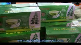 Moringa oleifera cultivation produces powder amp Moringa tea in Nepal [upl. by Allimaj]