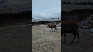 Fishing Scotland seen a stag while fishing up the Highlands pikefishing fishing happy [upl. by Otsirave]