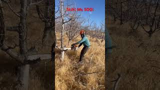 Cutting a dead cherry tree with a stihl Ms 500i stihl chainsaws work cherry fypシ゚viral [upl. by Erminie715]