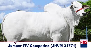 JUMPER FIV CAMPARINO JHVM 24771  Touro Nelore ABS [upl. by Asa]