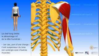 Muscle triceps brachial [upl. by Ataynik]