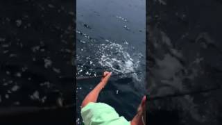 Inshore Mahi Mahi Fishing in Destin Florida [upl. by Novanod]