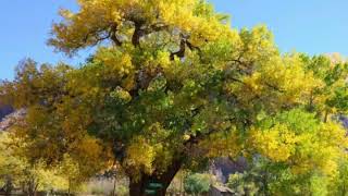 What is a Cottonwood Tree [upl. by Jain683]